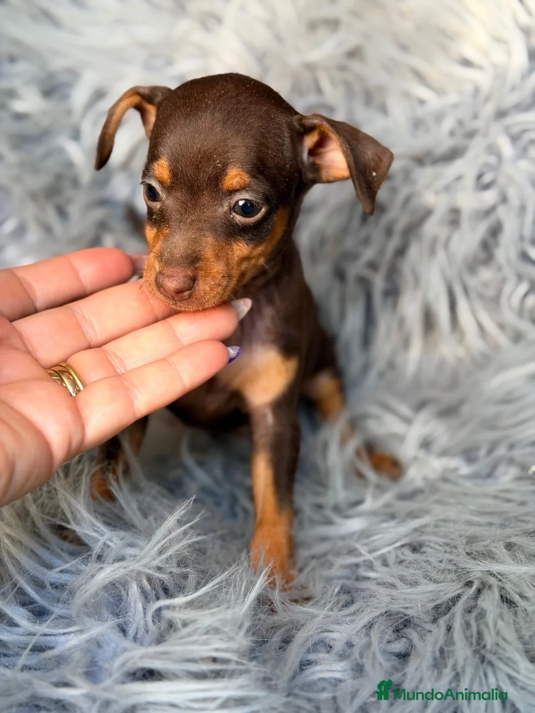 Pinscher Miniatura perros en venta: Mini pinscher macho chocolate 🐾💙 - Anuncio 4