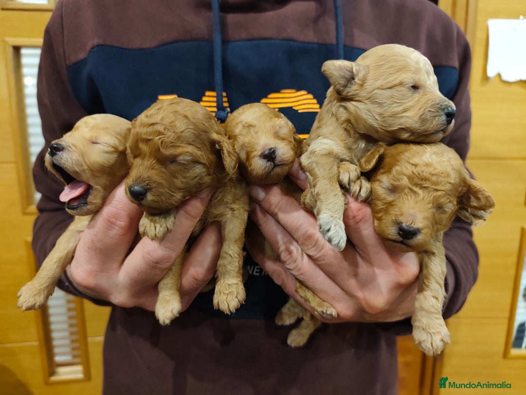 Caniche Toy perros en venta: Varios colores cachorros toy - Anuncio 4