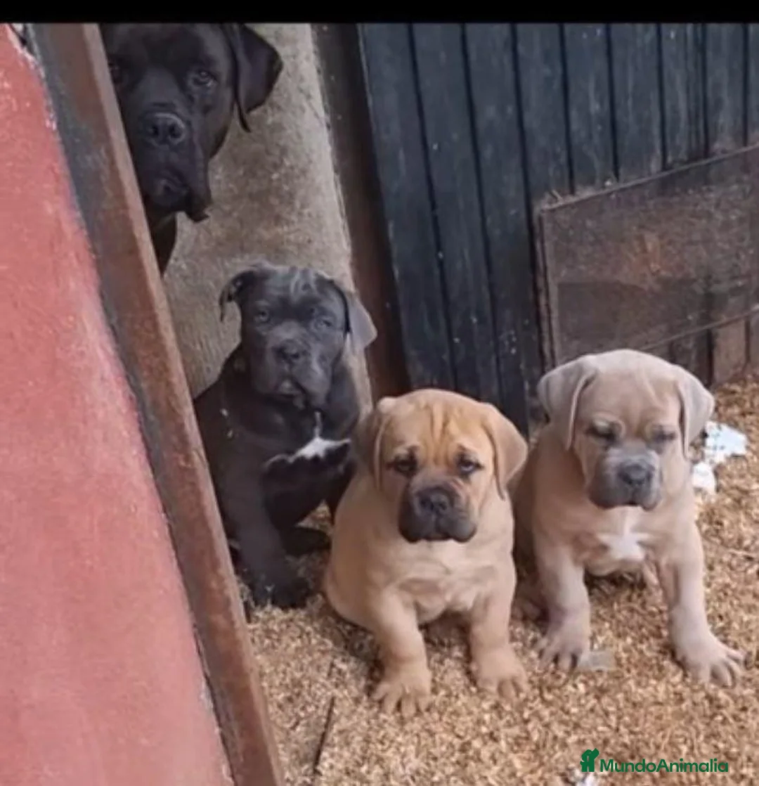 Cane Corso perros en venta: Cane corso  - Anuncio 6