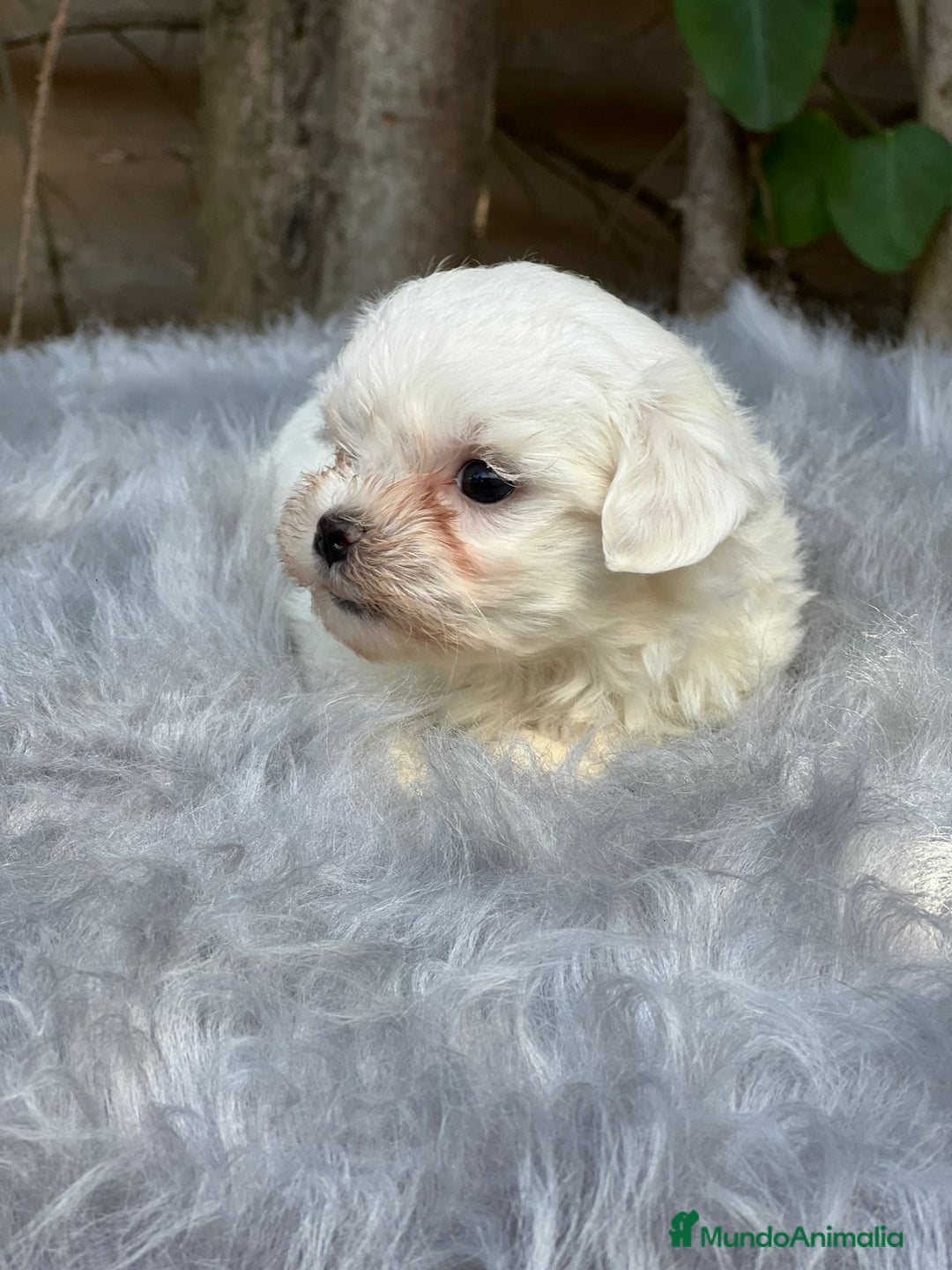 Bichón Maltés perros en venta: BICHÓN MALTES AMERICANO TOY - Imagen 6