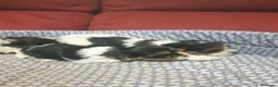 Biewer Yorkshire Terrier a la Pom Pon perros en venta: Biewer con pedigree - Anuncio 4