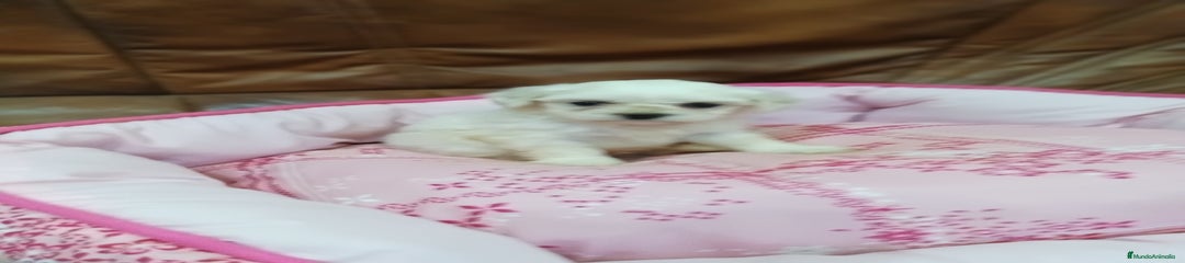 Bichón Maltés Cachorro 2