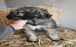 Pastor del Cáucaso perros en venta: Cachorra pastor del caucaso - Anuncio 3