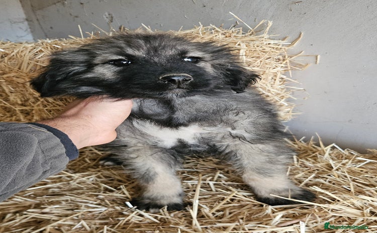 Pastor del Cáucaso perros Cachorra pastor del caucaso - Anuncio 1
