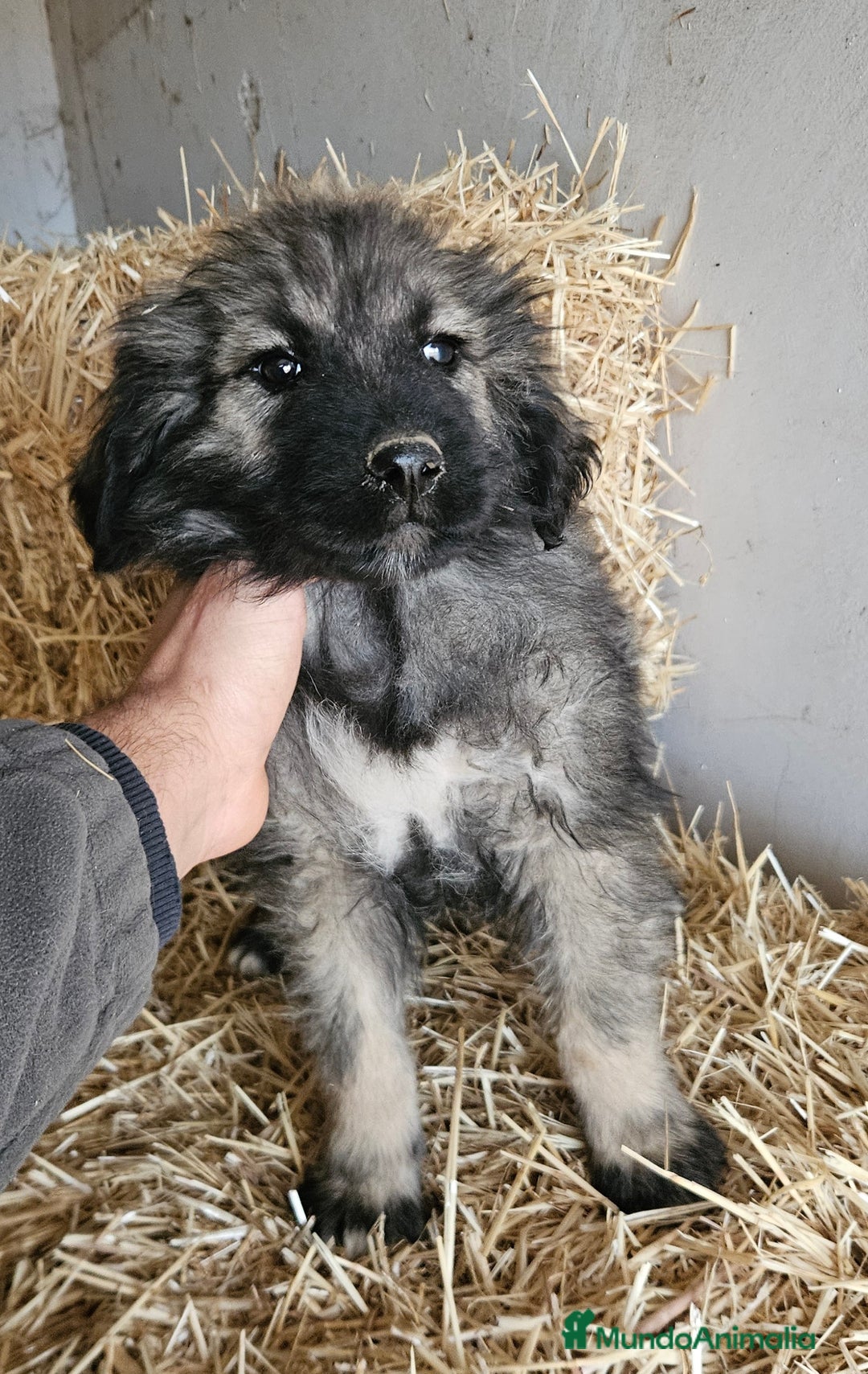 Pastor del Cáucaso perros en venta: Cachorra pastor del caucaso - Anuncio 3
