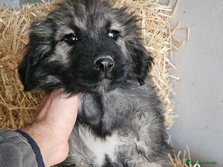 Pastor del Cáucaso perros Cachorra pastor del caucaso - Anuncio 20