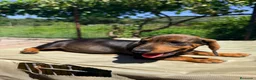 Teckel Miniatura perros en venta: TECKEL MACHO MINIATURA - Anuncio 3