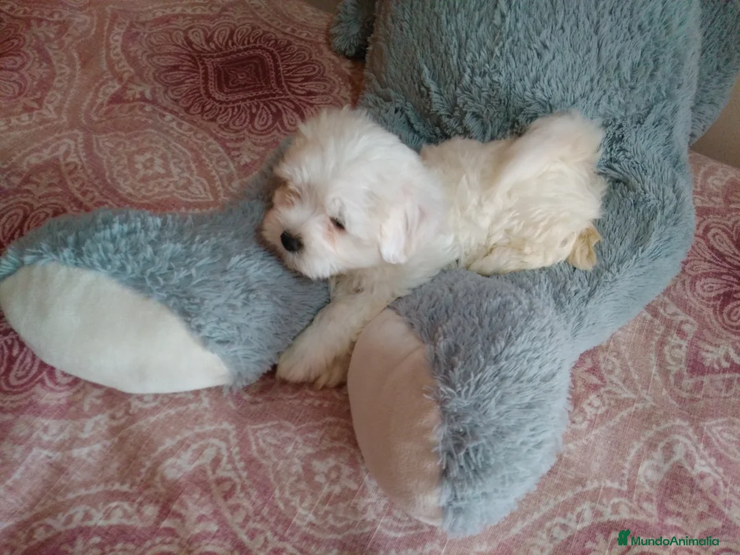 Bichón Maltés perros en venta: PRECIOSOS BICHON MALTES  LINEA TOY   - Anuncio 1