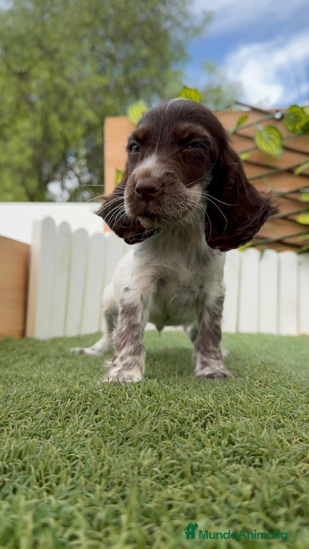 Cocker Spaniel Inglés perros en venta: COCKER MACHO RUANO - Imagen 2