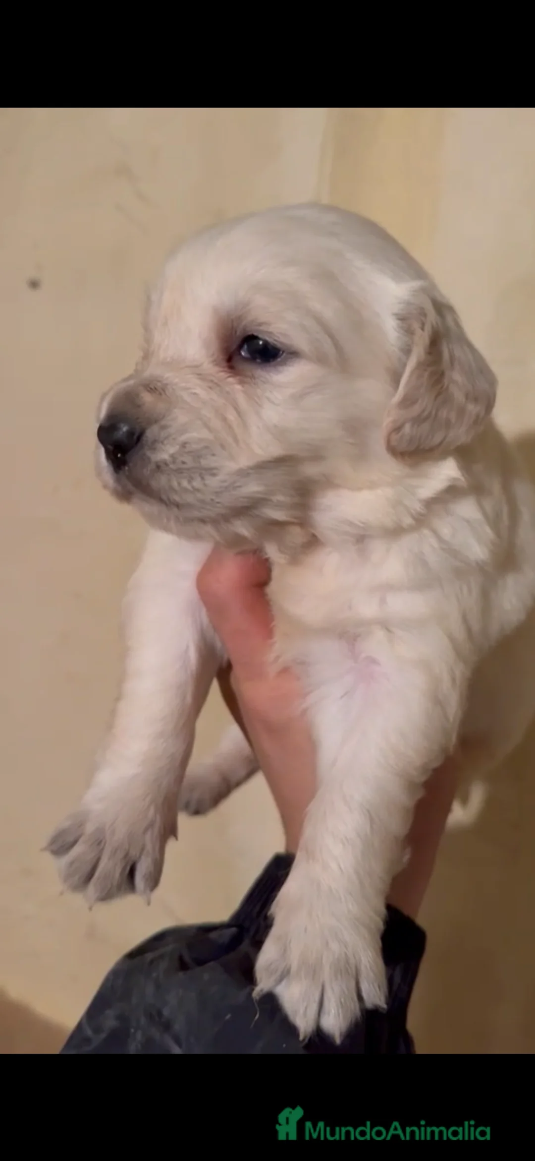 Golden Retriever perros en venta: Golden retriever disponibles - Anuncio 5