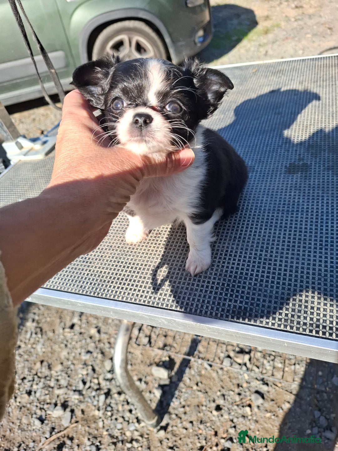 Chihuahua perros en venta: Chihuahua de pelo largo de capricho - Anuncio 1
