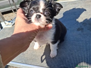 Chihuahua perros Chihuahua de pelo largo de capricho - Anuncio 1