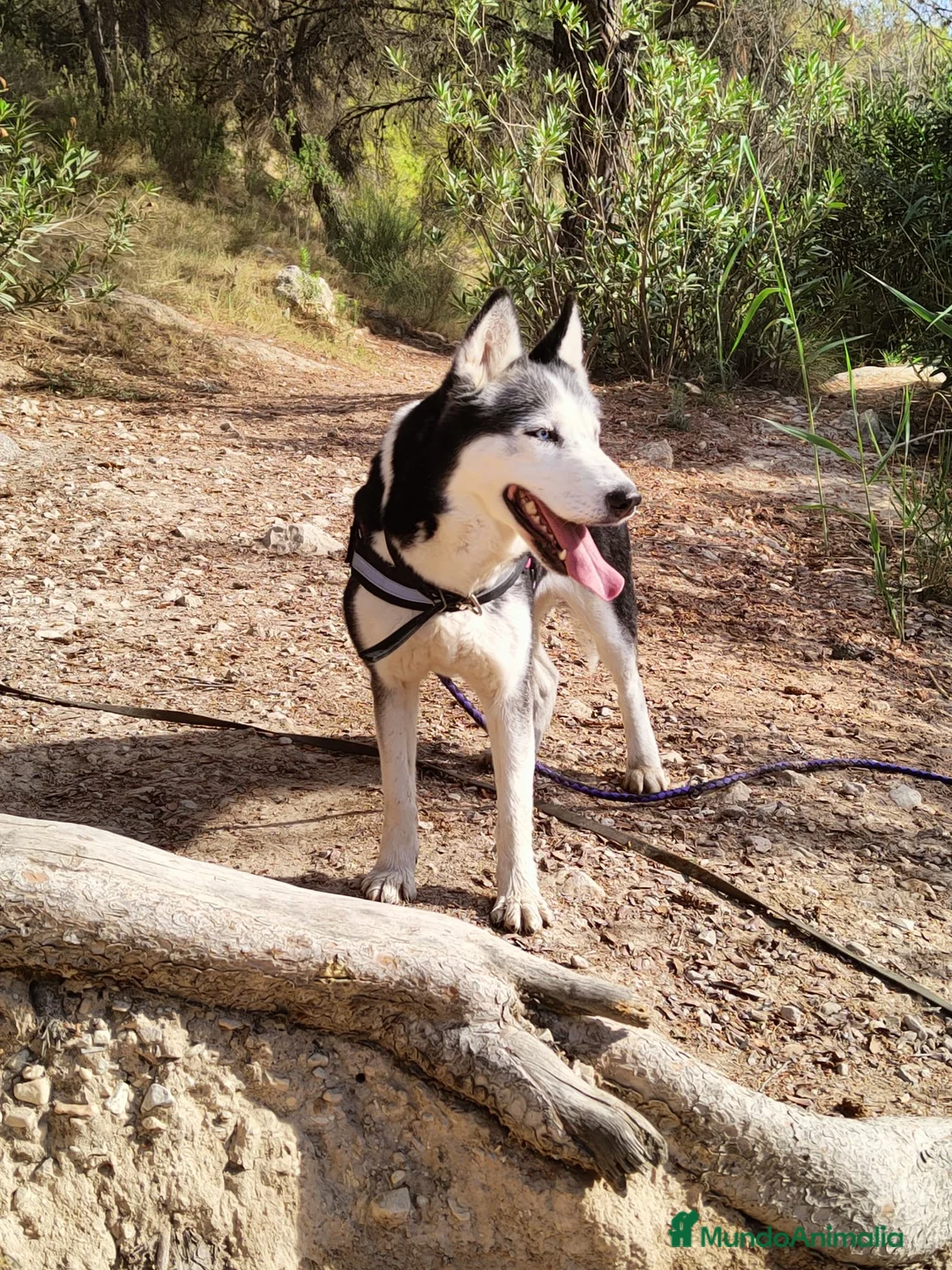Husky Siberiano perros en venta: Husky  - Anuncio 2