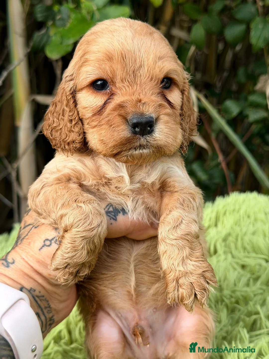 Cocker Spaniel Inglés perros en venta: Cocker inglés dorado - Anuncio 13