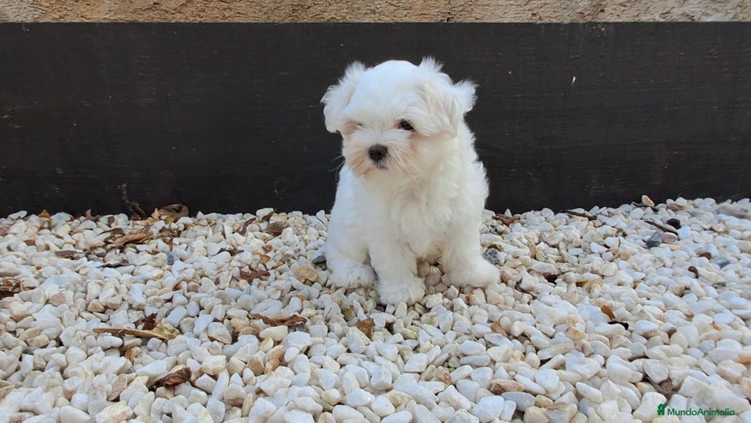 Bichón Maltés perros en venta: Cachorrito Bichon Maltes Toy  - Imagen 3