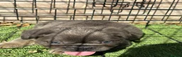 Bulldog Francés perros en venta: Cachorro fuffly  - Anuncio 8