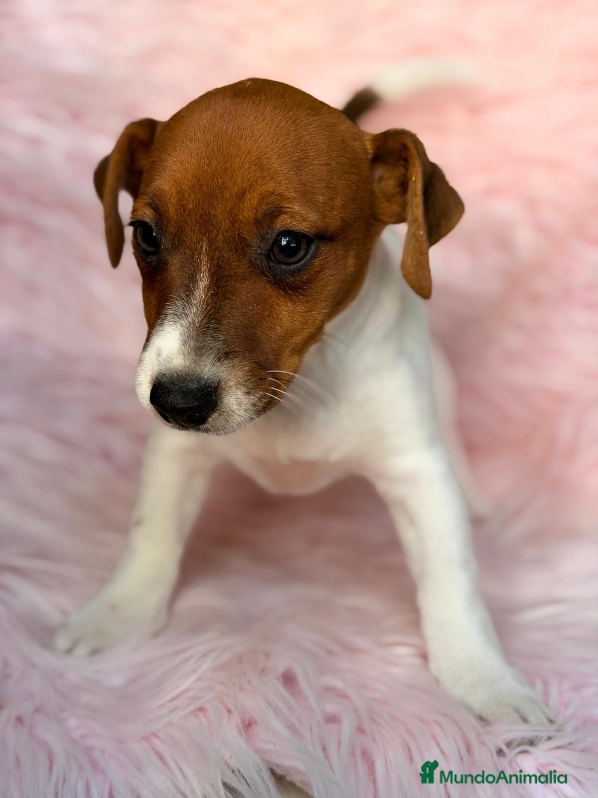Jack Russell Terrier perros en venta: Hembra Jack russell - Anuncio 1