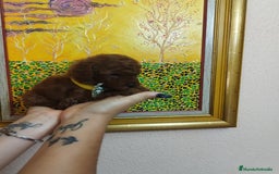 Caniche Toy perros en venta: CANICHE ROJO EXCLUSIVOS - Anuncio 4