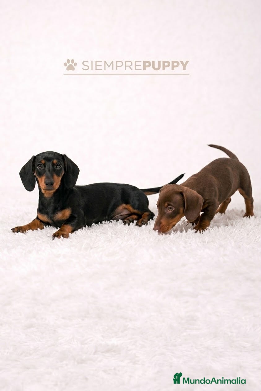 Teckel Miniatura perros TECKEL MINIATURA CACHORROS - Anuncio 3