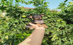 Pinscher Miniatura perros en venta: Mini pincher toy  - Imagen 4