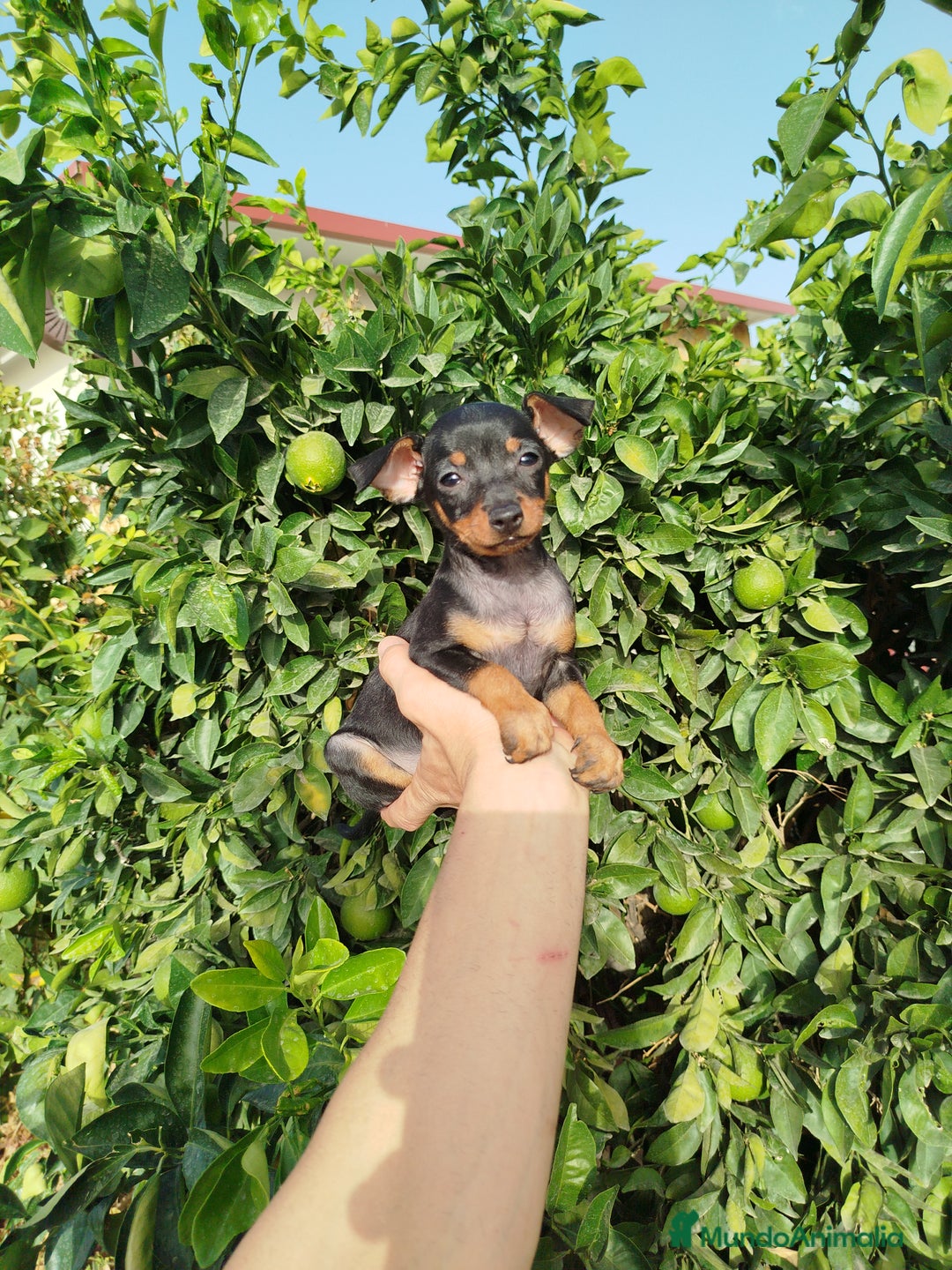 Pinscher Miniatura perros en venta: Mini pincher toy  - Imagen 4