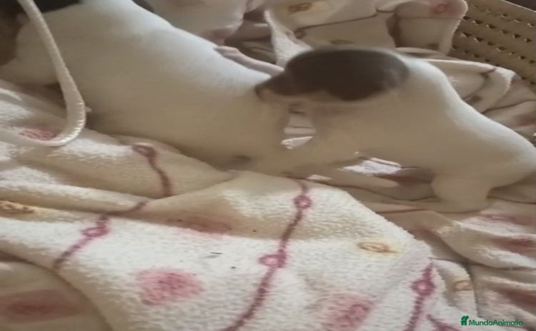 Otras razas perros - Anuncio 1