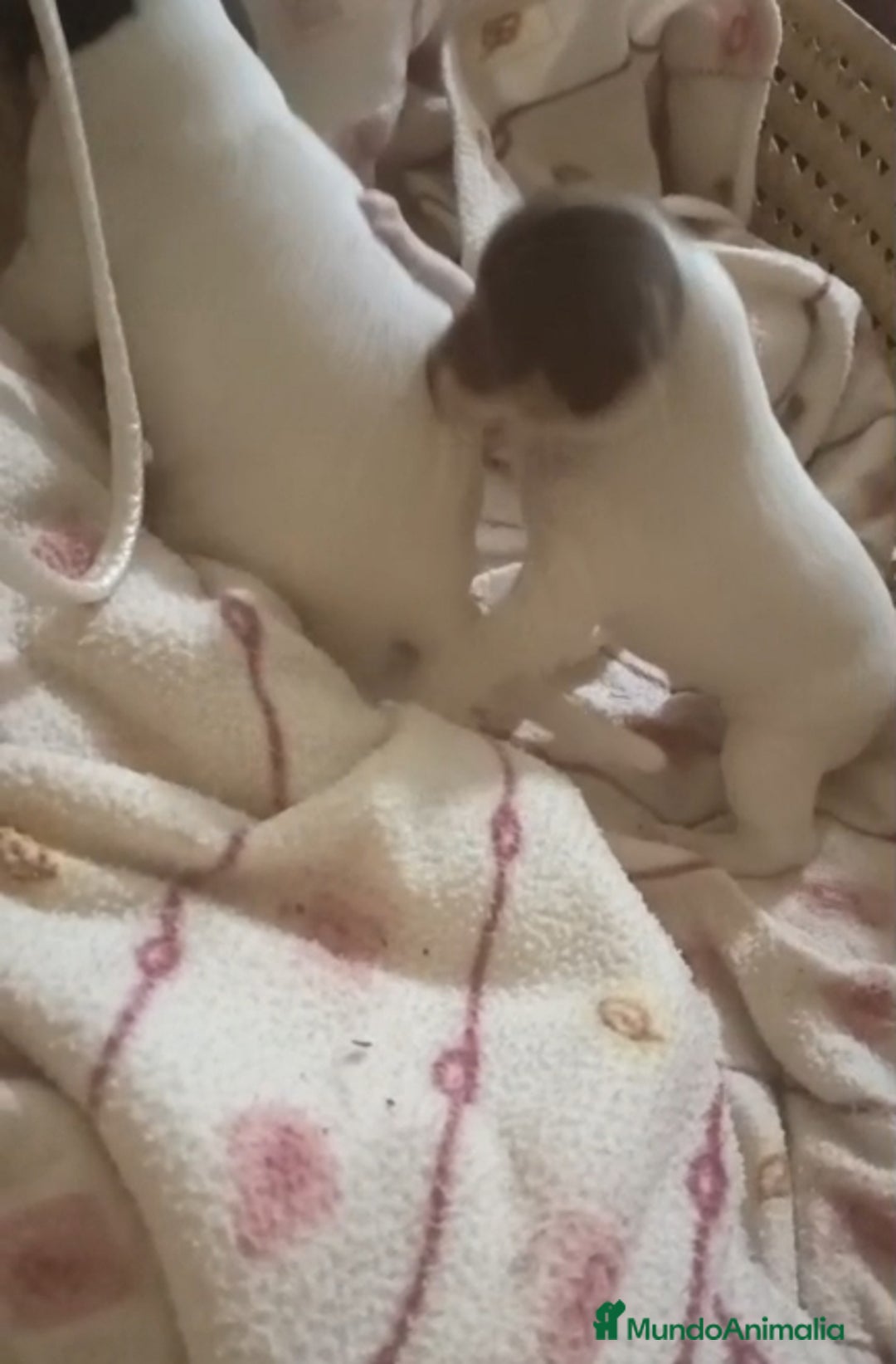 Otras razas perros en venta: BODEGUERO PURA RAZA - Imagen 1