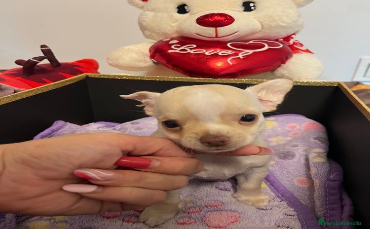Chihuahua perros - Anuncio 2