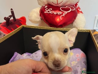 Chihuahua perros - Anuncio 2