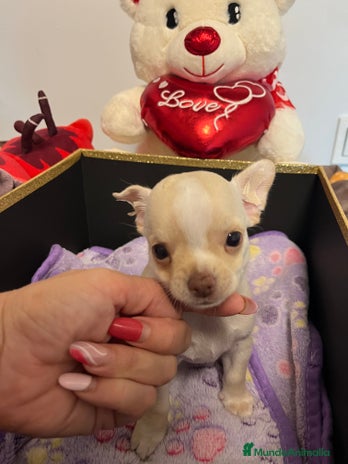 Chihuahua perros - Anuncio 3