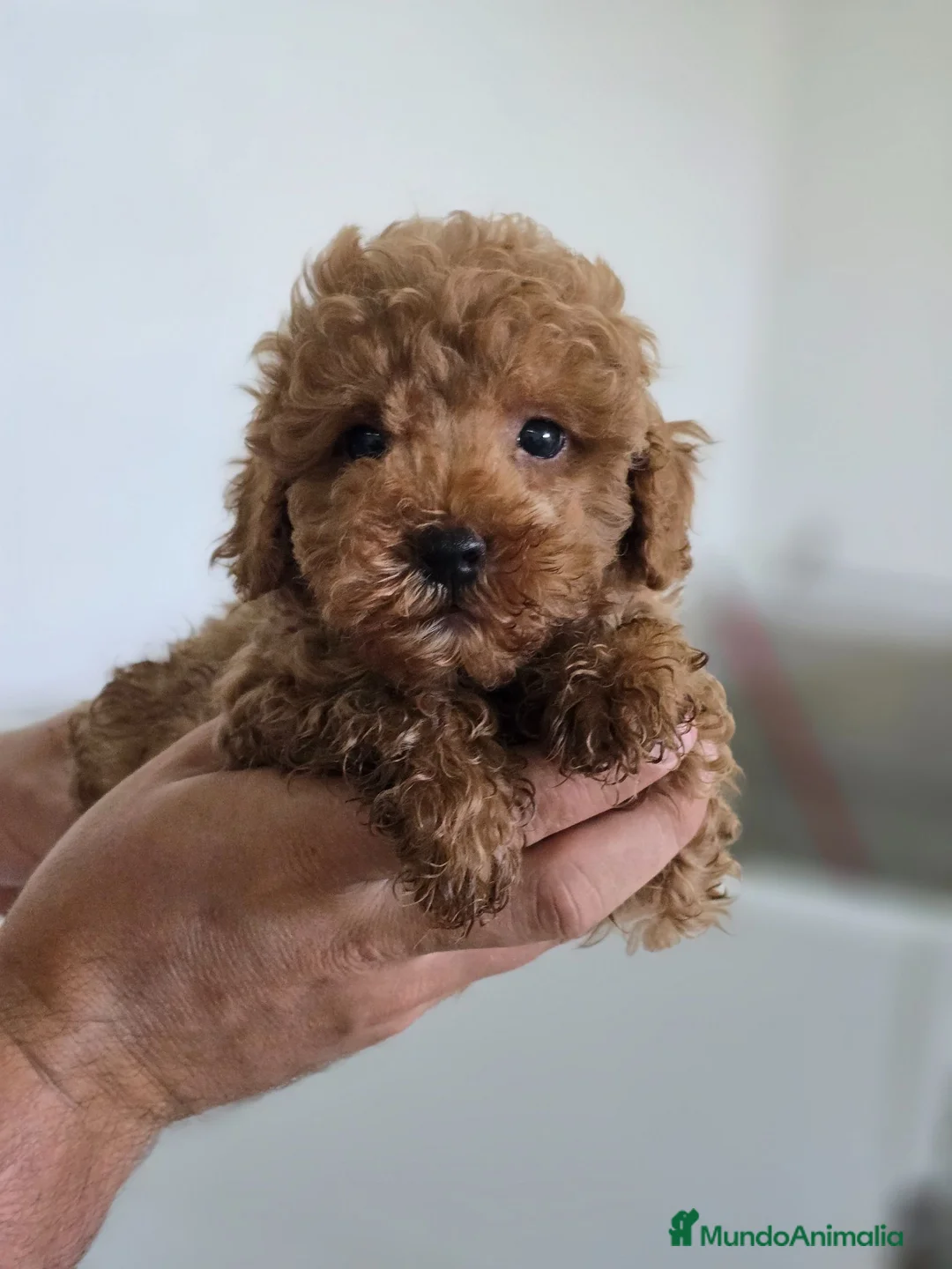 Caniche Toy perros en venta: Caniche Toy  - Anuncio 2