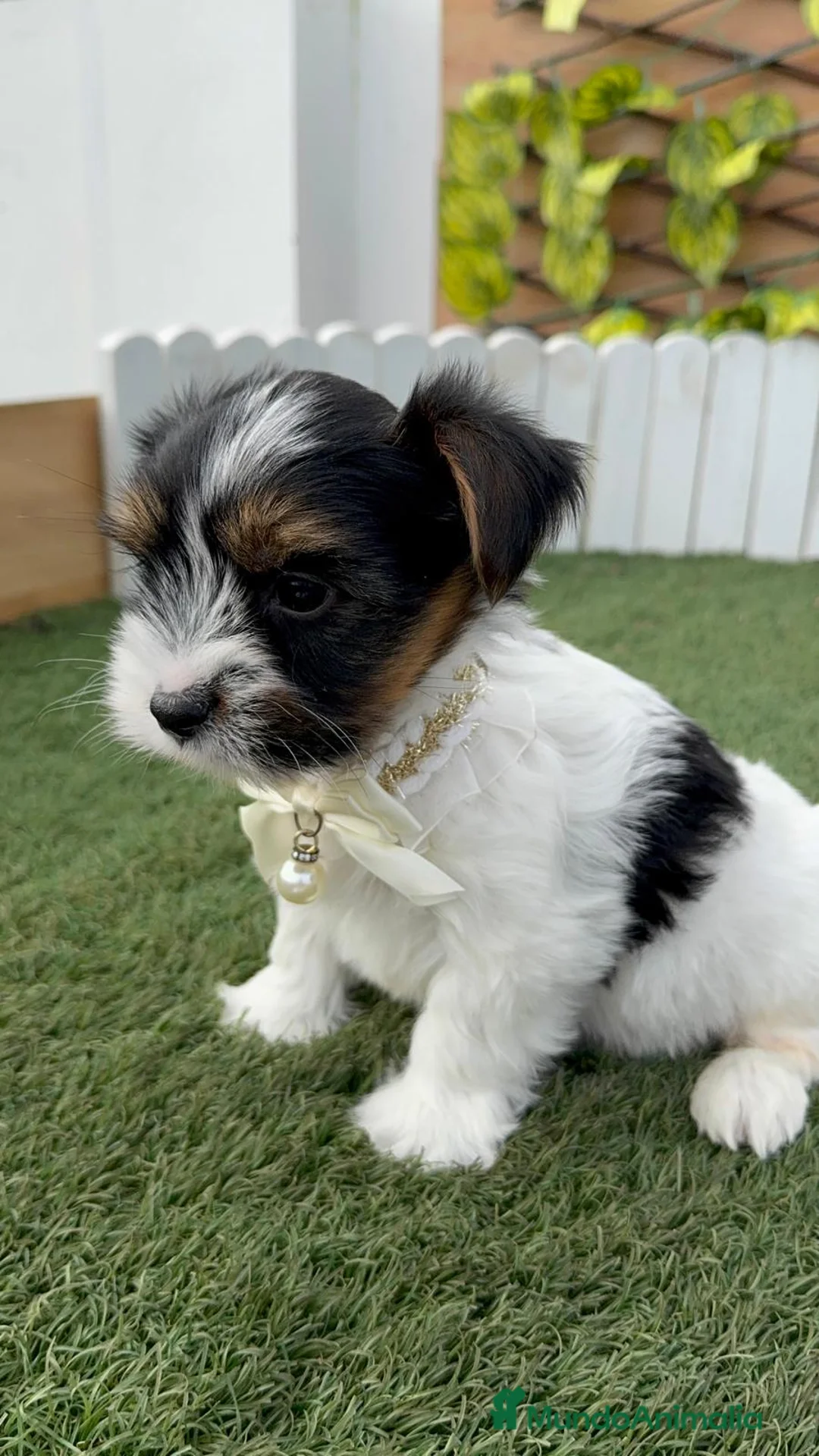 Yorkshire Terrier perros en venta: YORKSHIRE BIEWER - Anuncio 4