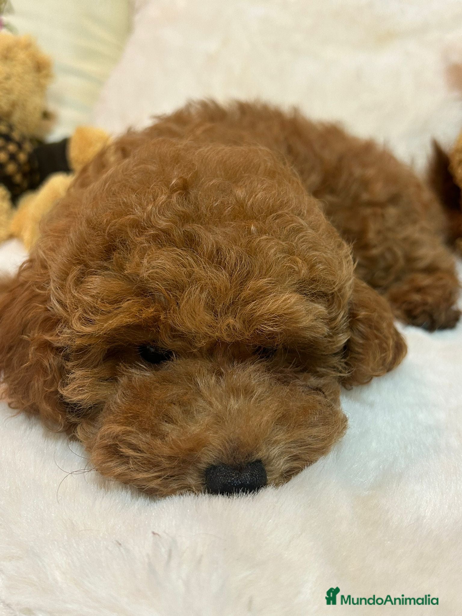 Caniche Toy perros CANICHE Toy - Anuncio 1