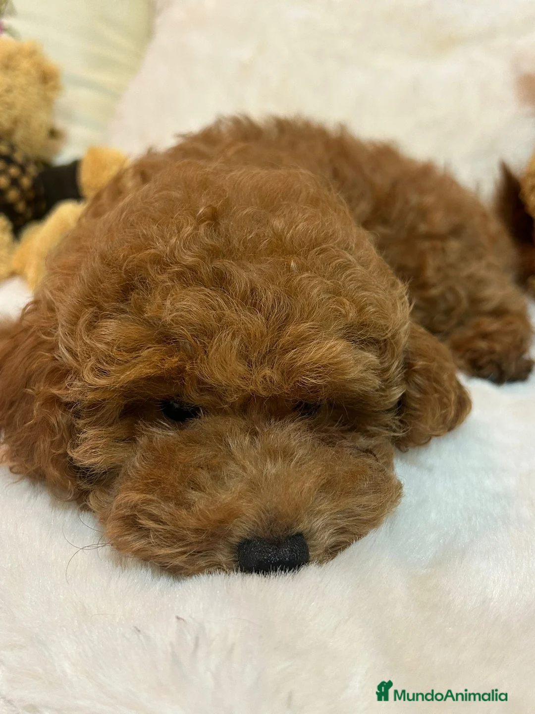 Caniche Toy perros en venta: CANICHE Toy - Anuncio 1