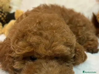 Caniche Toy perros CANICHE Toy - Anuncio 1