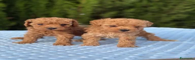 Caniche Toy 4