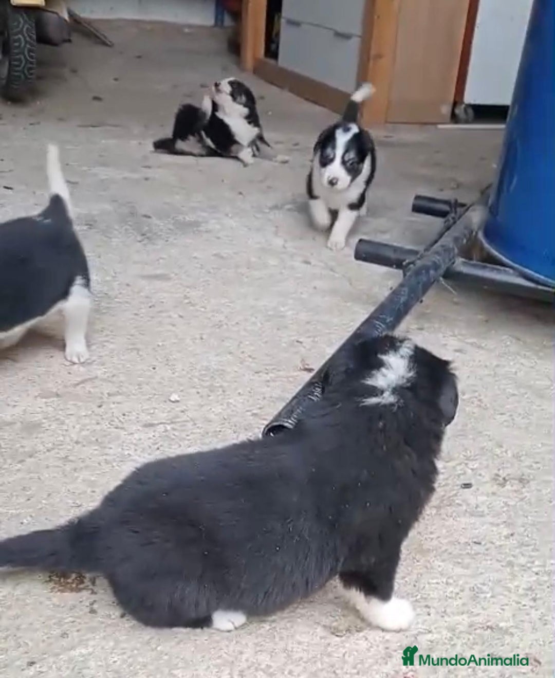 Border Collie perros en venta: Border collie  - Imagen 6