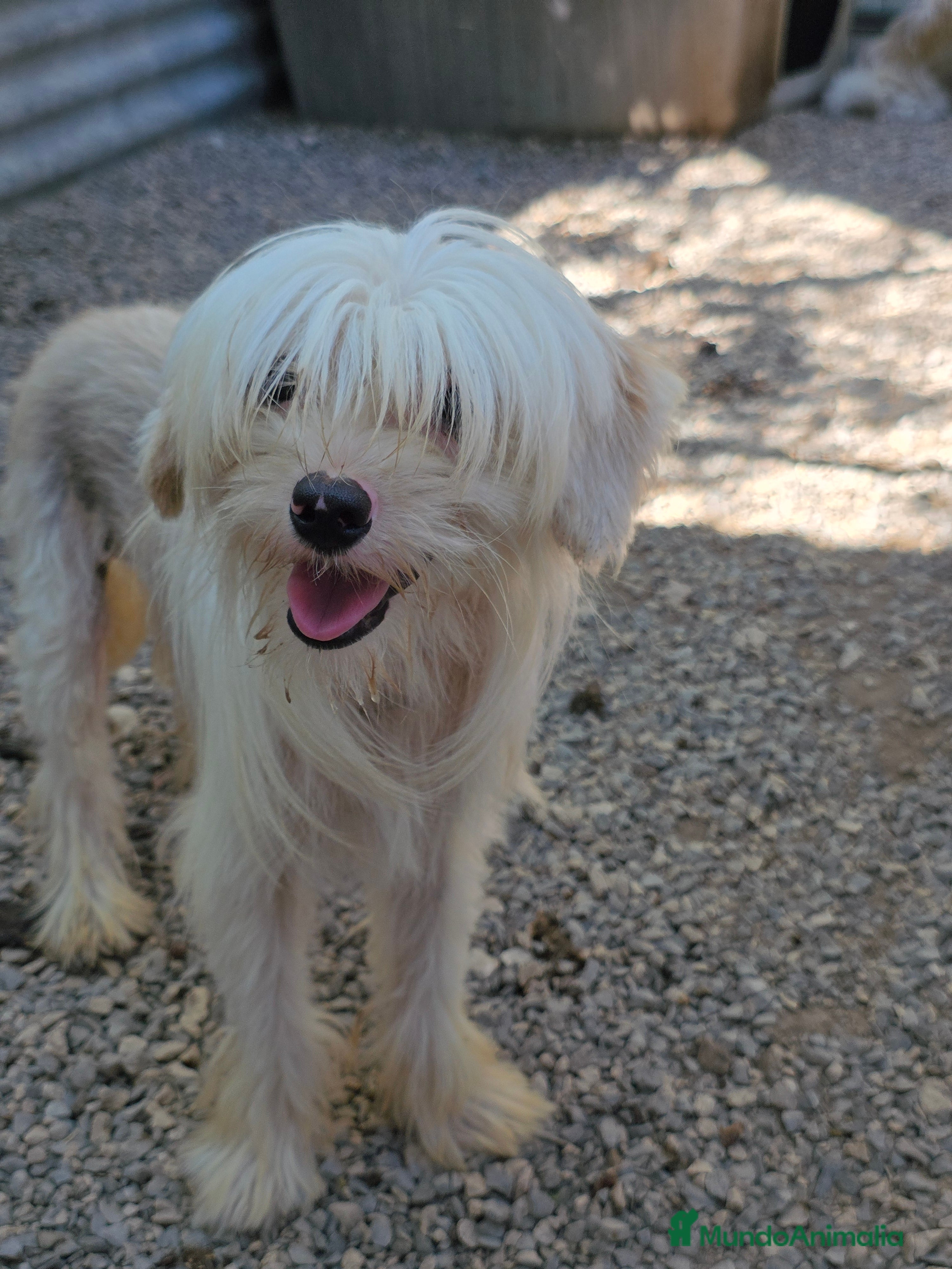 Perro Crestado Chino perros Crestado chino joven  - Anuncio 35