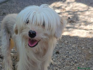 Perro Crestado Chino perros Crestado chino joven - Anuncio 3