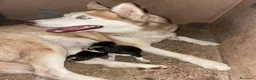 Husky Siberiano perros en venta: Husky siberiano  - Anuncio 2