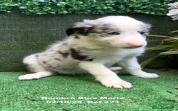 Border Collie perros en venta: Border Collie hembra Blue Merle - Anuncio 11