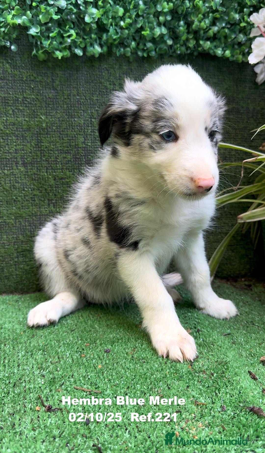 Border Collie perros en venta: Border Collie hembra Blue Merle - Anuncio 11