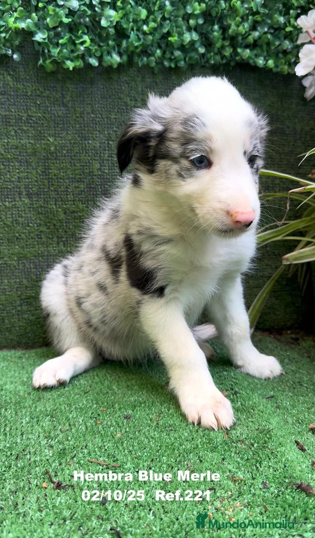 Border Collie perros en venta: Border Collie hembra Blue Merle - Anuncio 11