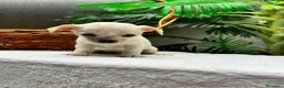 Chihuahua perros en venta:  CAMADA DE CHIHUAHUA – BLANCOS Y CANELA  - Anuncio 23