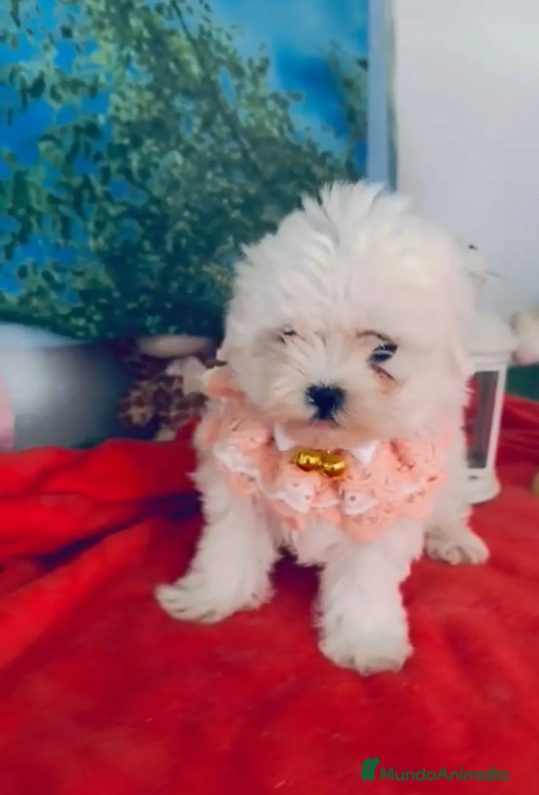 Bichón Maltés perros en venta: Bichón maltes coreano - Anuncio 1