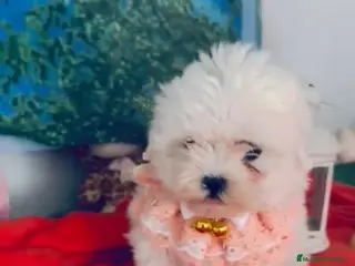 Bichón Maltés perros Bichón maltes coreano - Anuncio 3