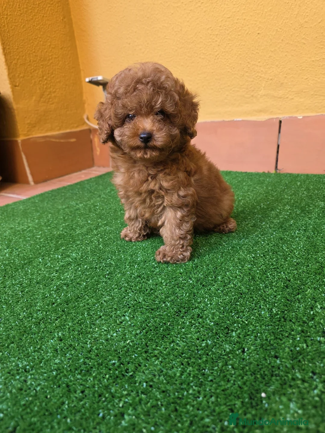 Caniche Enano perros en venta: CANICHE TOY - Anuncio 2