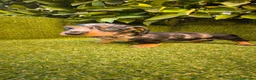 Teckel Miniatura perros en venta: camada teckel miniatura  pelo basto corto    - Anuncio 14