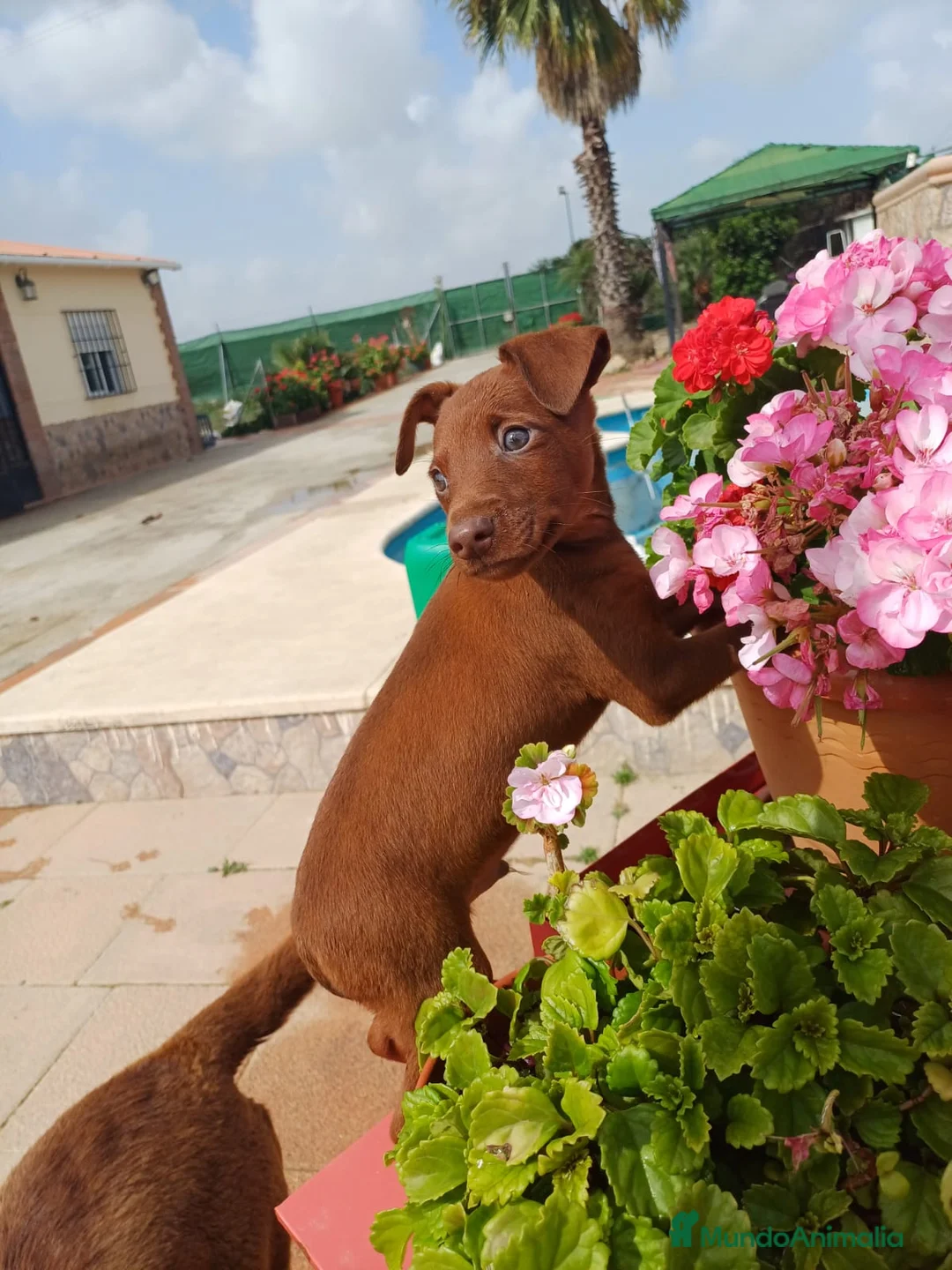 Pinscher Miniatura perros en venta: Macho Mini pinche Rojo  en Barcelona - Anuncio 6