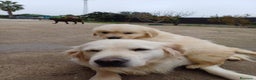 Golden Retriever perros en venta: Golden  - Anuncio 5